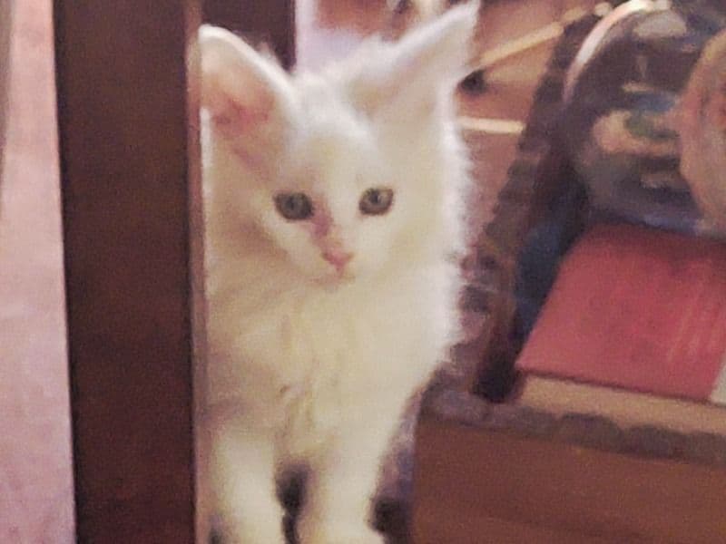 Maine Coon 3 months old female named Leia for sale in Paulding County, Georgia | Petmeetly