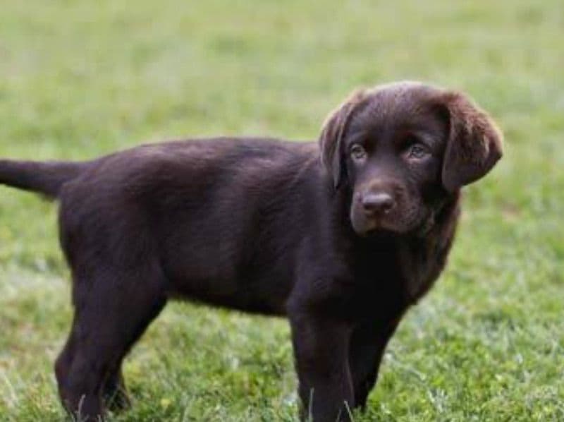 American Bulldog 4 months old male small named Romeo for sale | Petmeetly