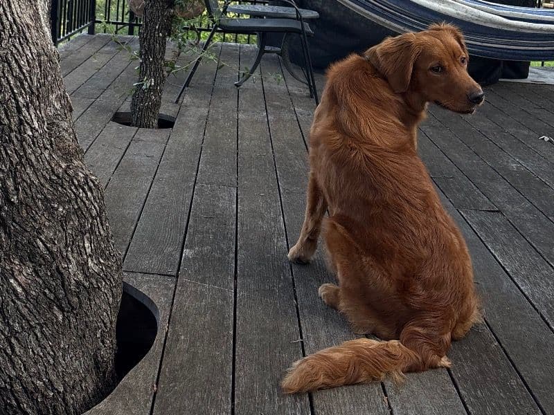Cassie - Golden Retriever | Petmeetly