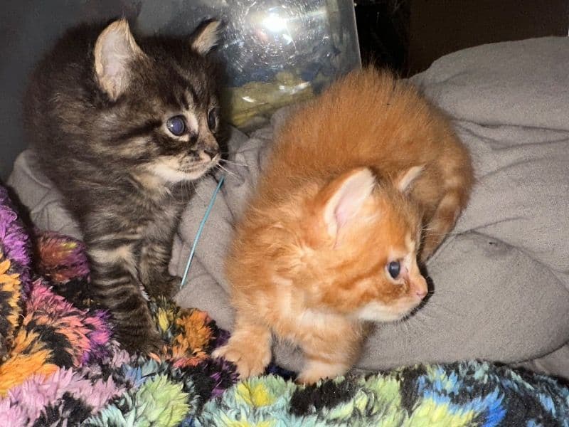 American Longhair 1 month old male named Arrow for sale in Naugatuck Valley Planning Region, Connecticut | Petmeetly