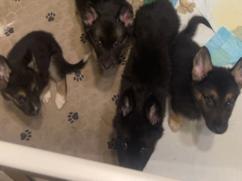 German Shepherd Husky 9 months old male large named German Shepherd Mix Husky Puppies for sale in Bristol County, Massachusetts | Petmeetly