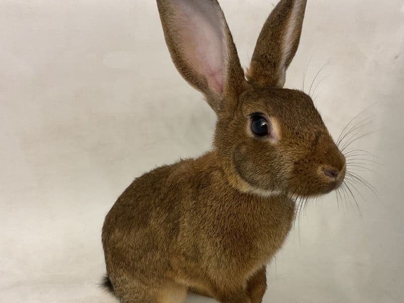Lily - New Zealand | Petmeetly