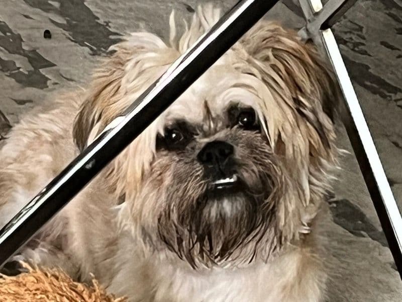Shih Tzu 3 years 3 months old female medium named Bella for breeding in Calcasieu Parish, Louisiana | Petmeetly