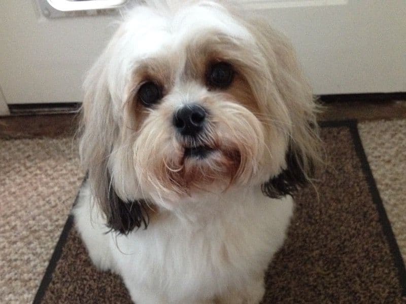 Bella primary photo