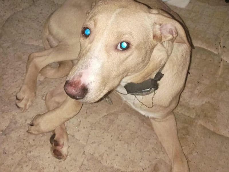 Labrador Retriever 9 months old male medium named Loki for sale in Somerset County, Pennsylvania | Petmeetly