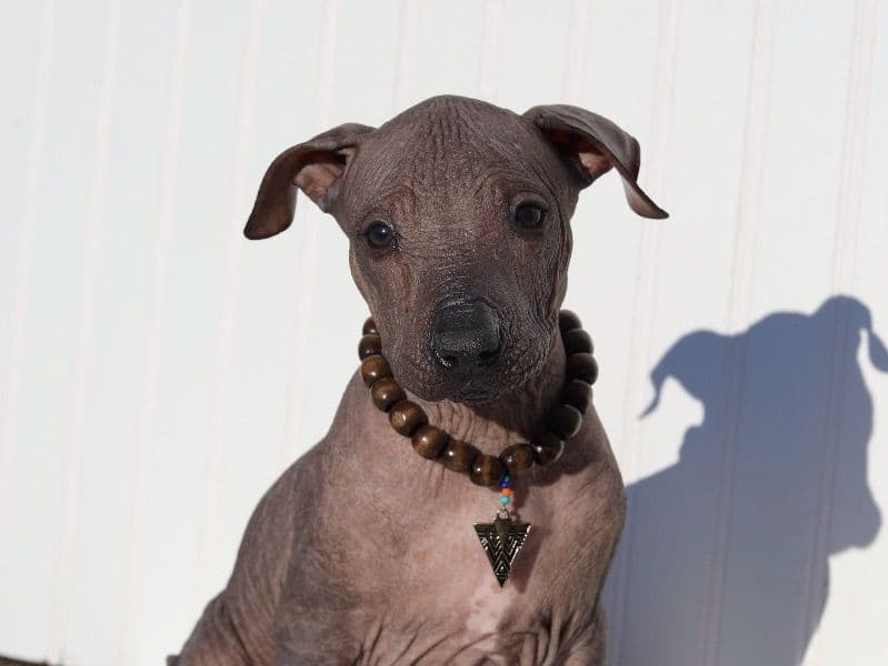 Xoloitzcuintli 2 months old female large named Naya for sale in Merced County, California | Petmeetly