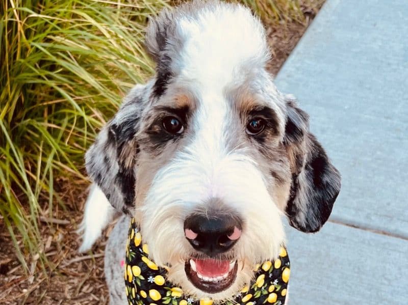 Moe primary photo