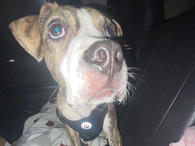 Blue nose Pitbull 1 year 2 months old male large named Bluey for breeding in Gaston County, North Carolina | Petmeetly