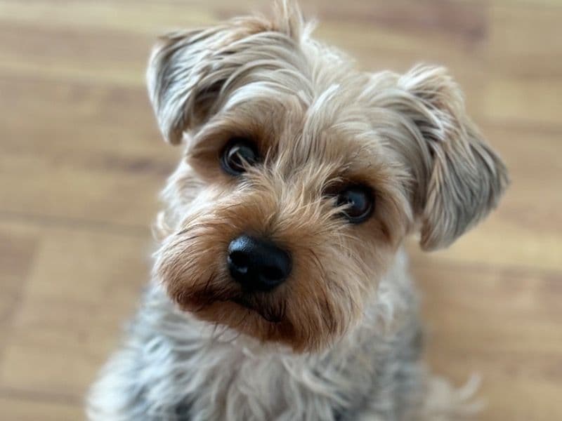 Yorkshire Terrier 4 years 4 months old male medium named Nico for breeding in Greater London, England | Petmeetly