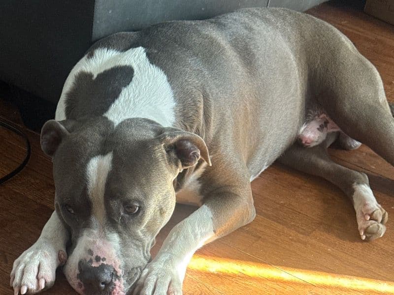 Pit Bull Terrier 2 years 2 months old male large named Blu for breeding in Suffolk County, New York | Petmeetly
