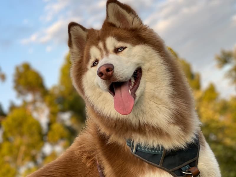 Niko primary photo