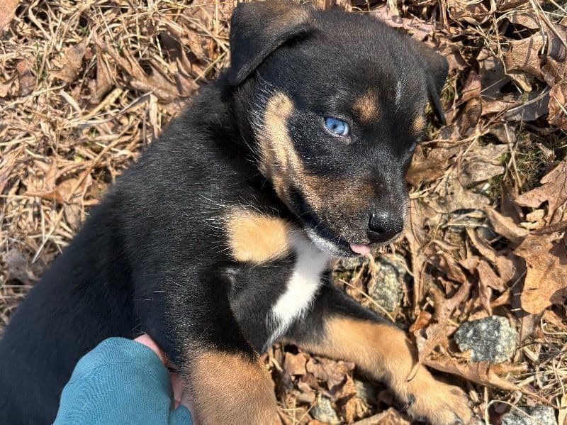 German Shepherd 2 months old male small named Skid for sale in Caldwell County, North Carolina | Petmeetly