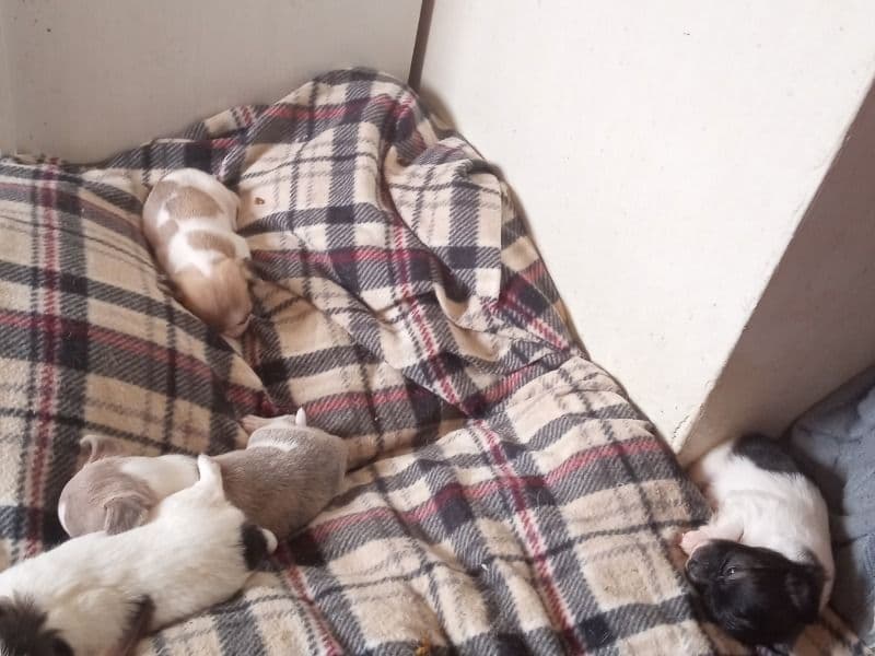 Puppies primary photo
