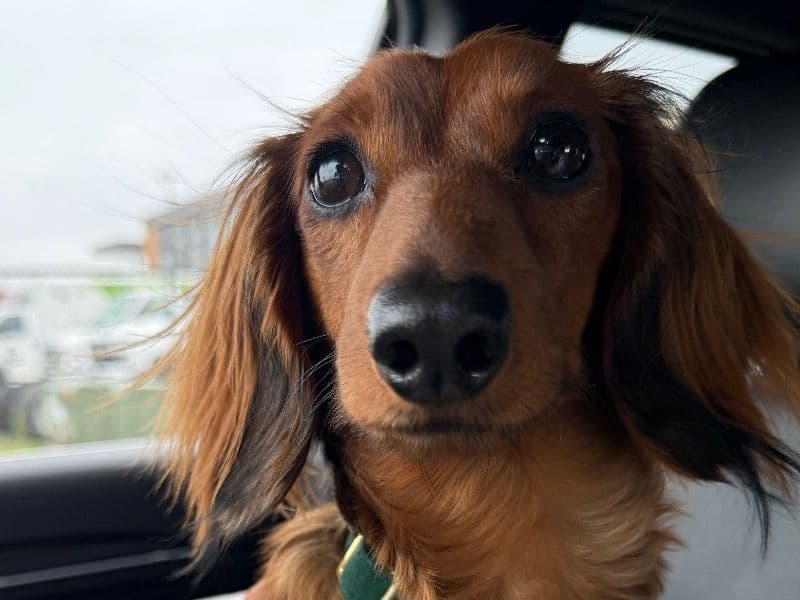 Miniature Dachshund 1 year 11 months old female small named Dora for breeding in Ottawa County, Michigan | Petmeetly
