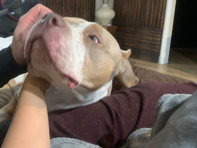 American Bully 3 years 6 months old female large named Opah for breeding in Los Angeles County, California | Petmeetly