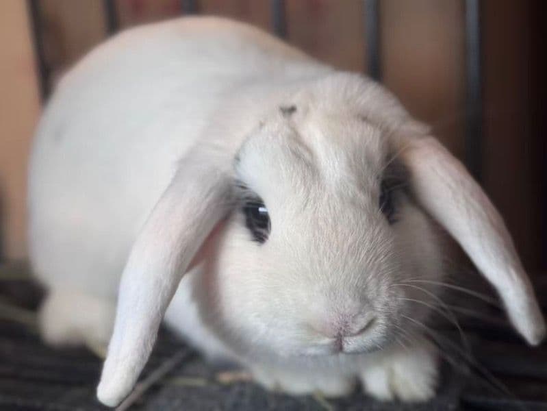 French Lop 1 year 1 month old female named Nuonuo for sale in Gwinnett County, Georgia | Petmeetly