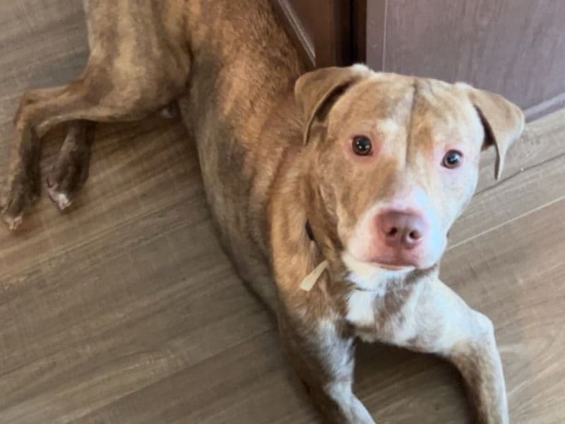 American PitBull Terrier 3 years 5 months old male medium named Yayo for adoption in Pierce County, Washington | Petmeetly