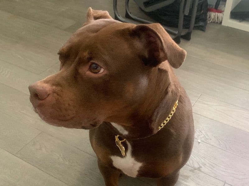 Brindle Pitbull 3 years old female large named Mocha for breeding in Regional Municipality of Peel, Ontario | Petmeetly