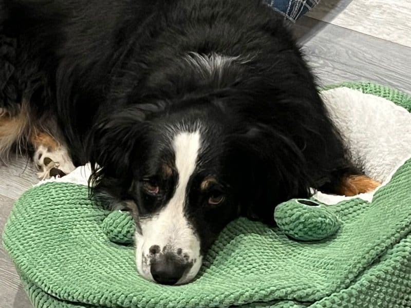 Australian Shepherd 5 years old male medium named Noah for adoption in Salt Lake County, Utah | Petmeetly