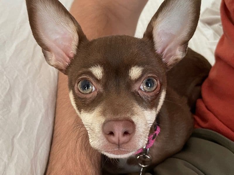 Chia primary photo