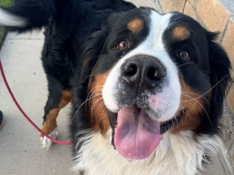 Bernese Mountain Dog 3 years old male extra large named Leo for breeding in Ventura County, California | Petmeetly