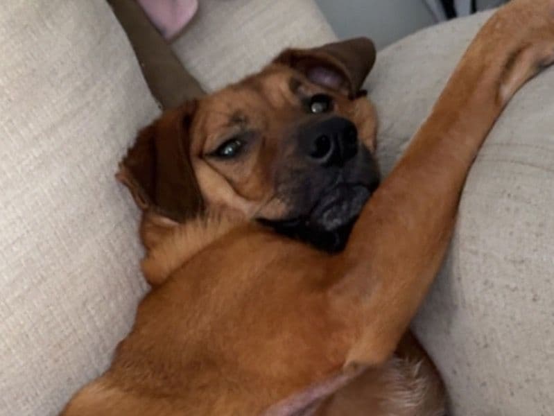 Labrador Retriever 3 years 7 months old male large named Dasher for sale in Hennepin County, Minnesota | Petmeetly