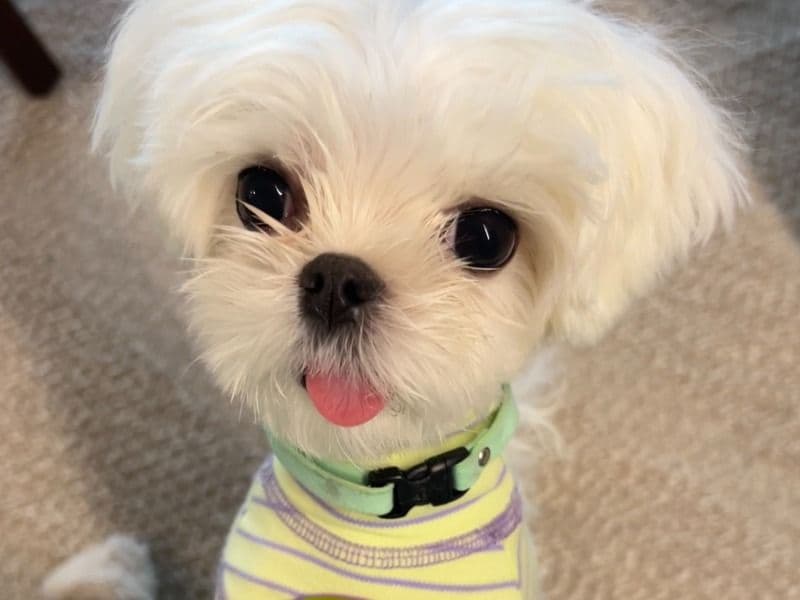 Maltese 2 years old male small named Novo for breeding in Palo Alto, California | Petmeetly