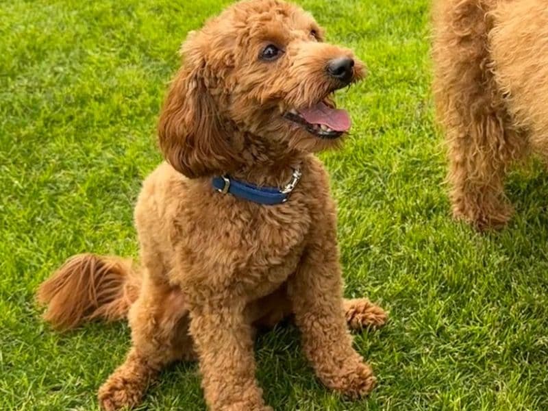 Barkley primary photo