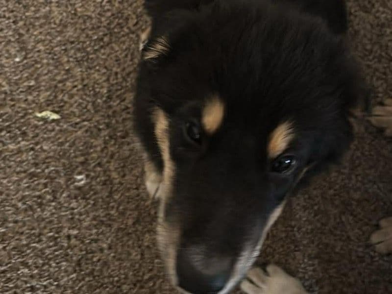 Anatolian Shepherd 3 months old female medium named Kali for sale in Pulaski County, Missouri | Petmeetly