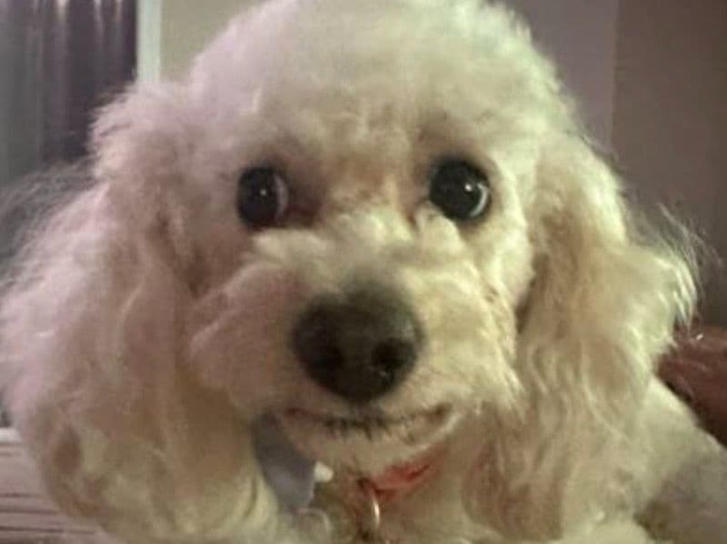Miniature Poodle 3 years old female medium named Bianca for adoption in Snohomish County, Washington | Petmeetly