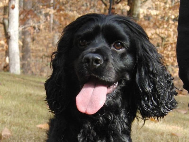 Bruno primary photo