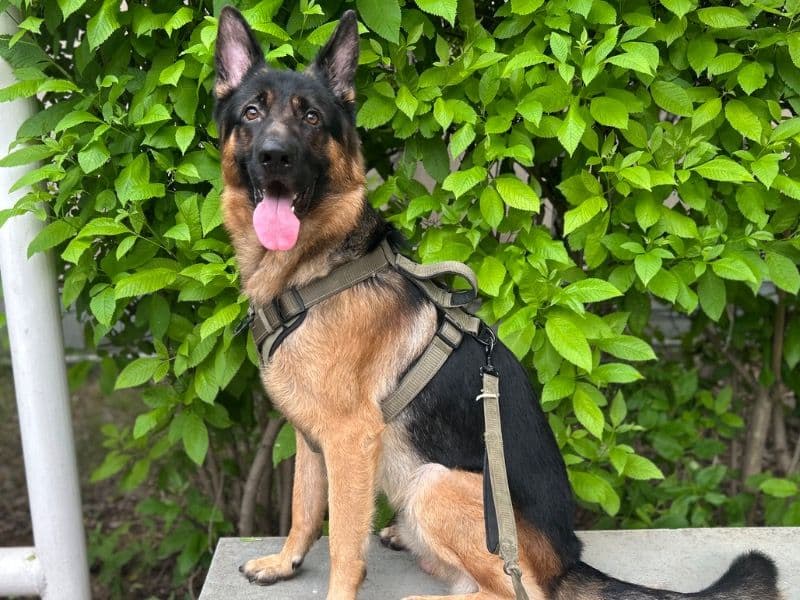 German Shepherd 2 years old male large named Sparky for breeding | Petmeetly