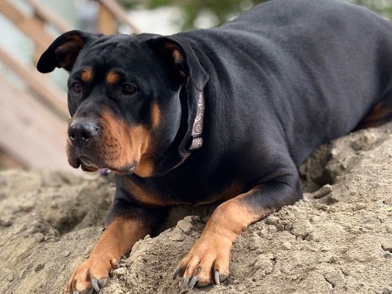German Rottweiler 3 years 7 months old female large named Lady D for breeding in Albany County, New York | Petmeetly