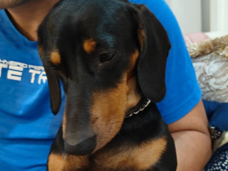 Coco primary photo