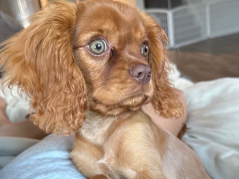 Cavalier King Charles Spaniel 1 year 2 months old male small named Luca for breeding in Williamson County, Texas | Petmeetly