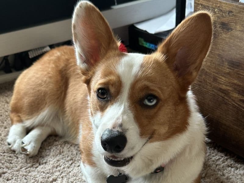 Corgi 1 year 8 months old female small named Bingo for breeding in Clackamas County, Oregon | Petmeetly