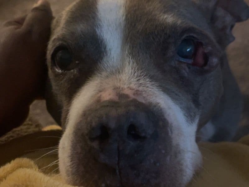 American PitBull Terrier 16 years old female large named Karma for adoption in Fayette County, Kentucky | Petmeetly