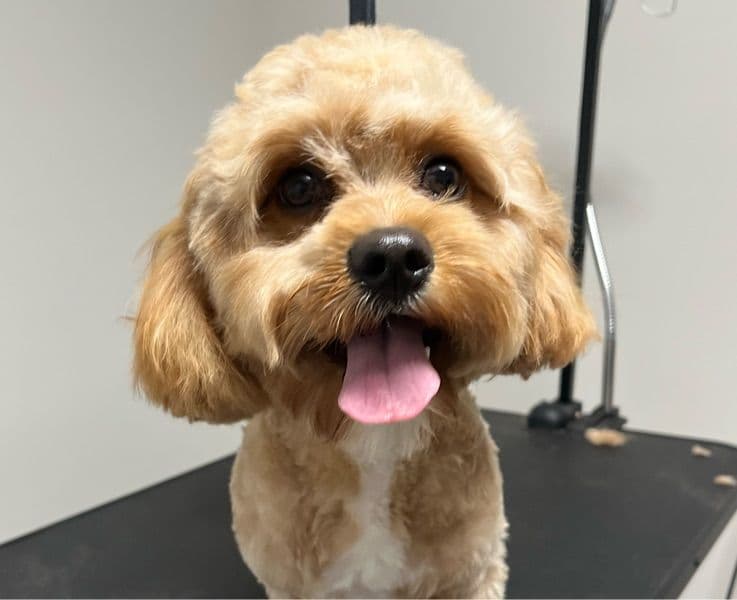 Nala primary photo