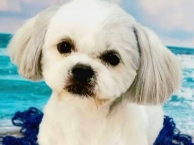 Shih Tzu 5 years old female small named Molly for breeding in Marion County, Florida | Petmeetly
