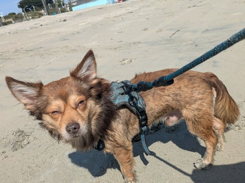Chihuahua 2 years old male medium named Ottis for breeding in Los Angeles County, California | Petmeetly