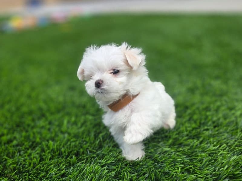 Rocco - Maltese | Petmeetly