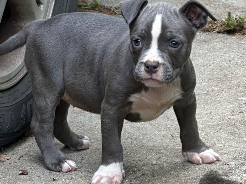 American Bully 7 months old female small named No Name for breeding in Guilford County, North Carolina | Petmeetly