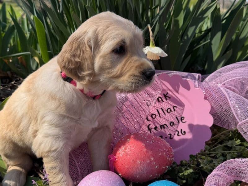 Golden Retriever 2 months old female large named Pink Collar for sale in Bedford County, Tennessee | Petmeetly