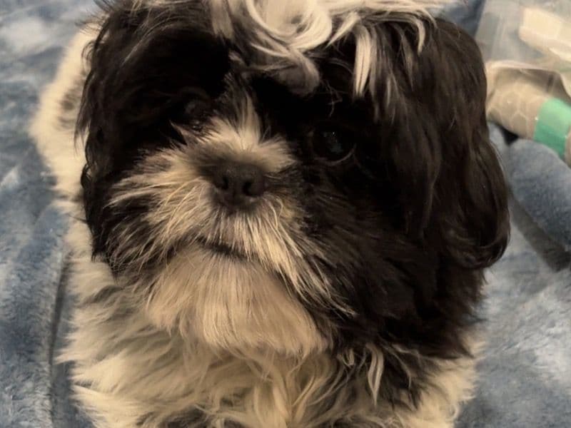 Shih Tzu 9 months old male small named Theo for breeding in Guilford County, North Carolina | Petmeetly