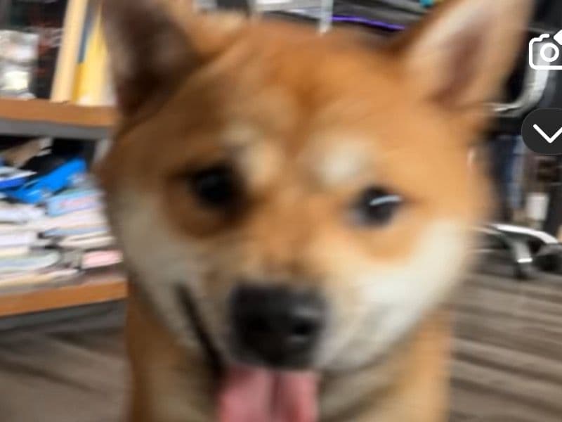 Shiba Inu 1 year 5 months old female small named Nina for sale in Cook County, Illinois | Petmeetly