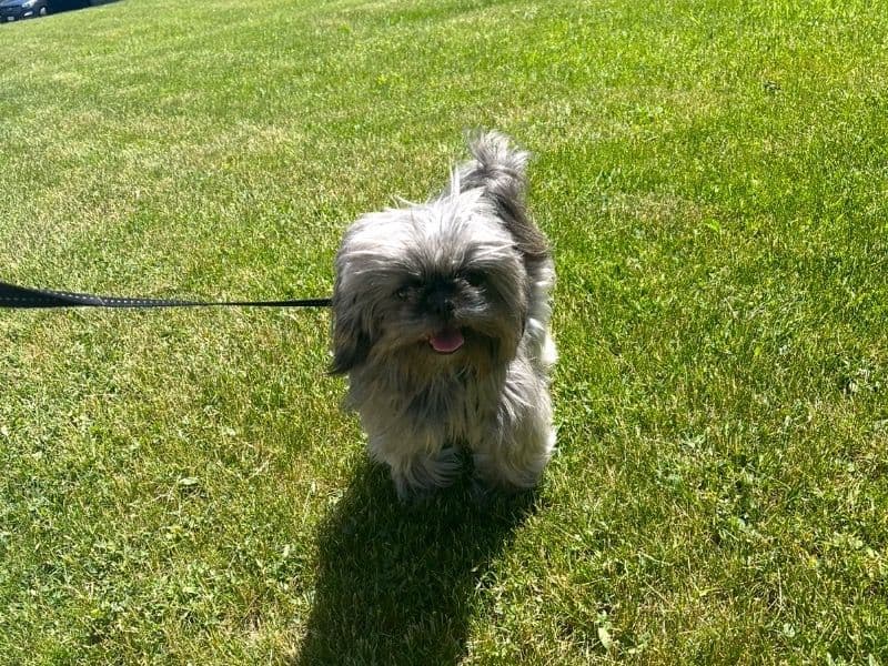 Shih Tzu 6 years old male small named Benji (not For Sale Looking To Breed) for breeding in Toronto, Ontario | Petmeetly