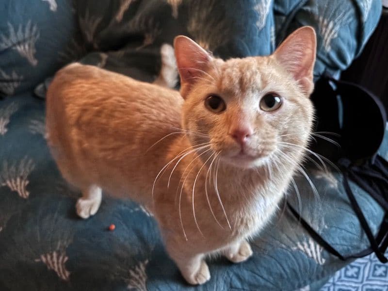 American Shorthair 1 year old male named Auggie for adoption in Madison County, Indiana | Petmeetly
