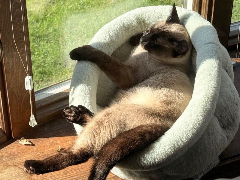 G.i. Jojo - Siamese | Petmeetly