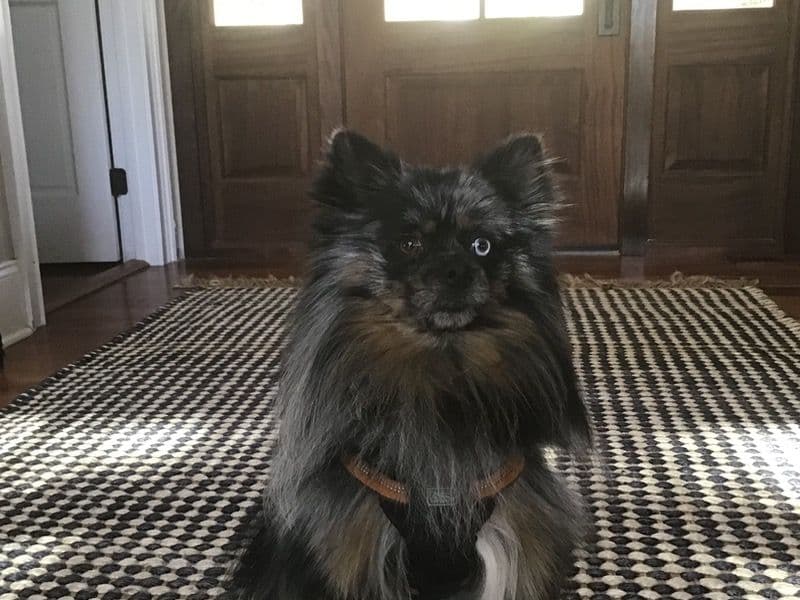 Pomeranian 8 years old male small named Rocky for breeding in Forsyth County, Georgia | Petmeetly