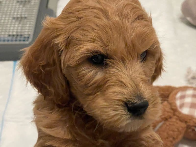 Goldendoodle 7 months old male large named Charlie for breeding in Pinal County, Arizona | Petmeetly